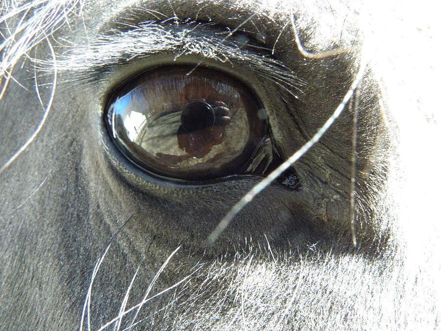Eye Popper Photograph by Kim Galluzzo Wozniak