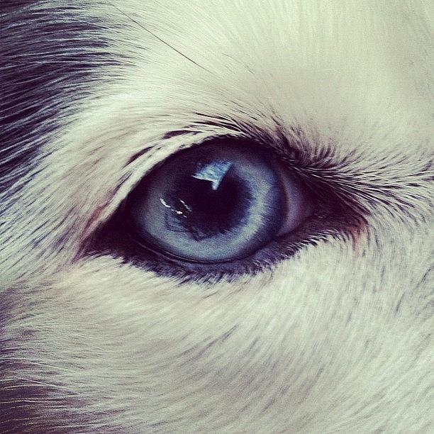 Blue Photograph - Eyeball #siberianhusky #eye #koty #blue by Lisa Thomas