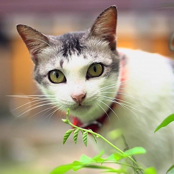 Cat Photograph - Eyeliner Cat #instagram #feliscatus by Zaqqy J