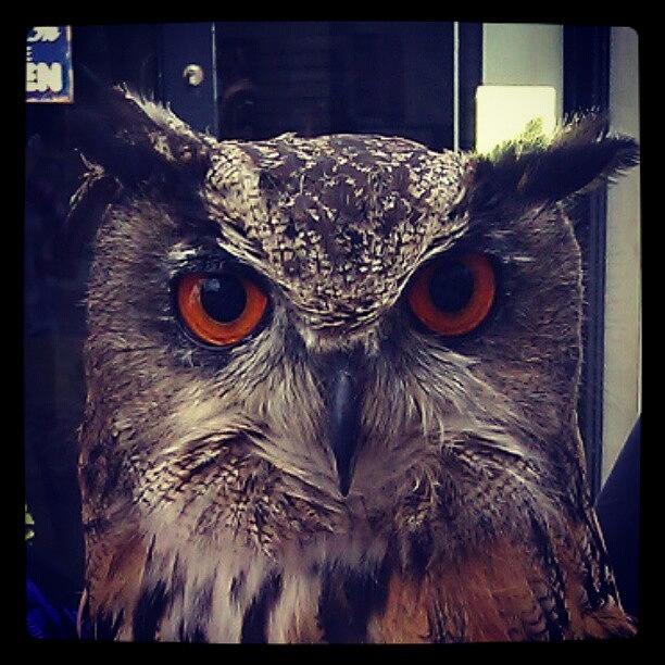 Owl Photograph - Eyes by Kimberley Dennison