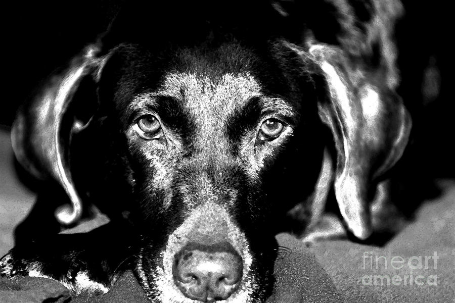 Dog Photograph - Eyes by Leslie Leda