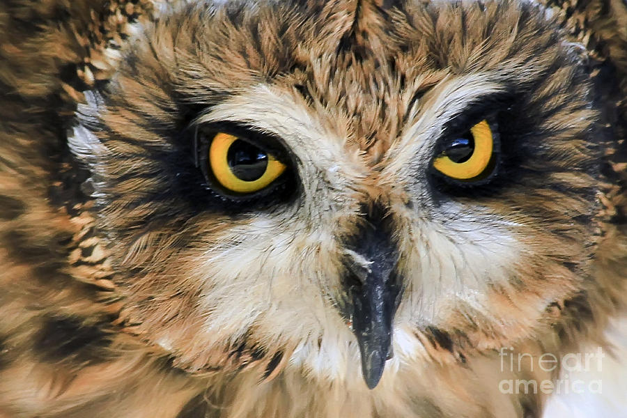 Eyes of an OWL Photograph by Teresa Zieba