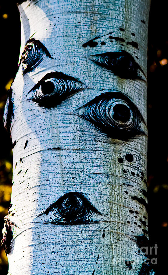Eyes Of Nature Photograph by Mitch Shindelbower
