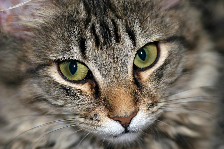 Eyes of the Cat Photograph by Joe Myeress