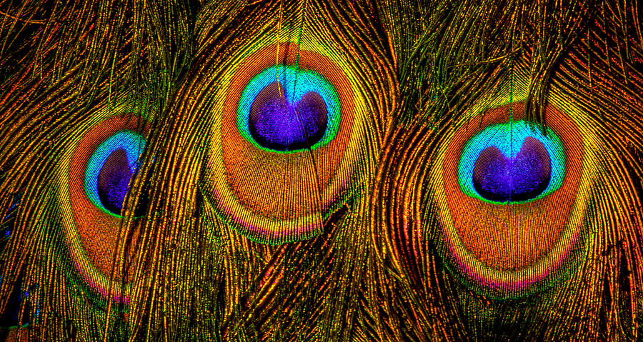 Eyes of the Peacock Photograph by David Patterson