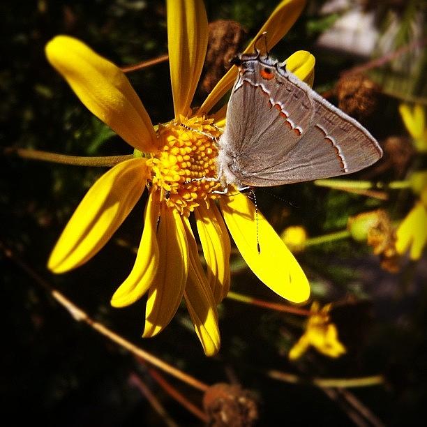 Butterfly Photograph - Eyes On The Back Of My... Well by S Michelle Reese