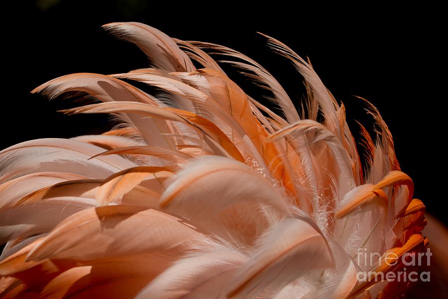 Flamingo Photograph - Fabulous Flamingo Feathers by Sabrina L Ryan