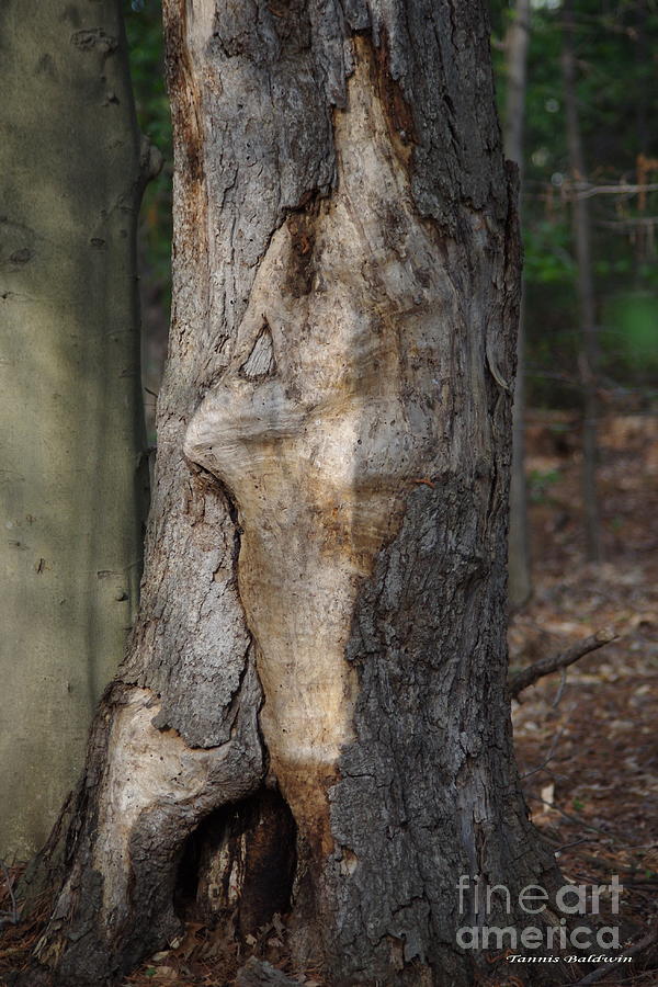 Face in the Tree Photograph by Tannis  Baldwin