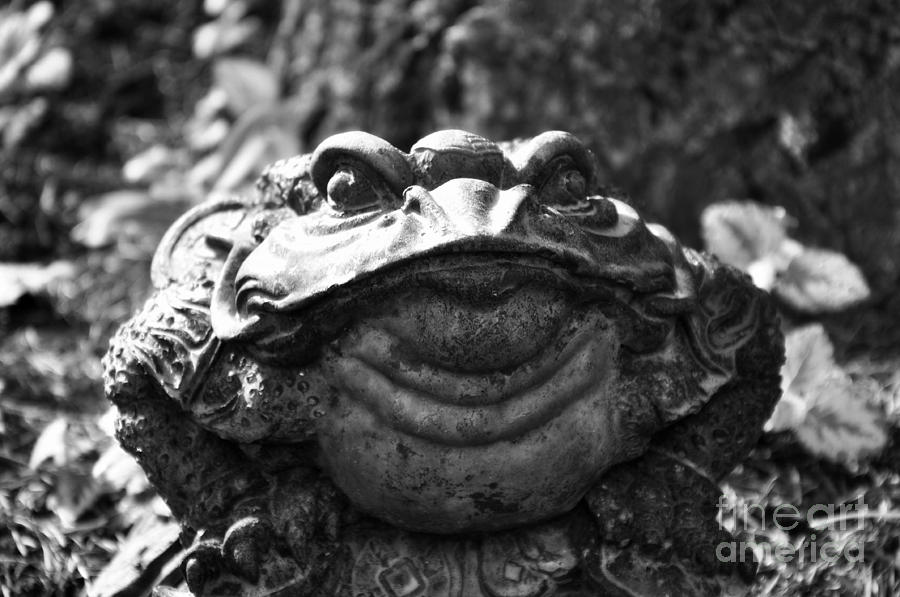 Face of a Frog Photograph by Tatyana Searcy