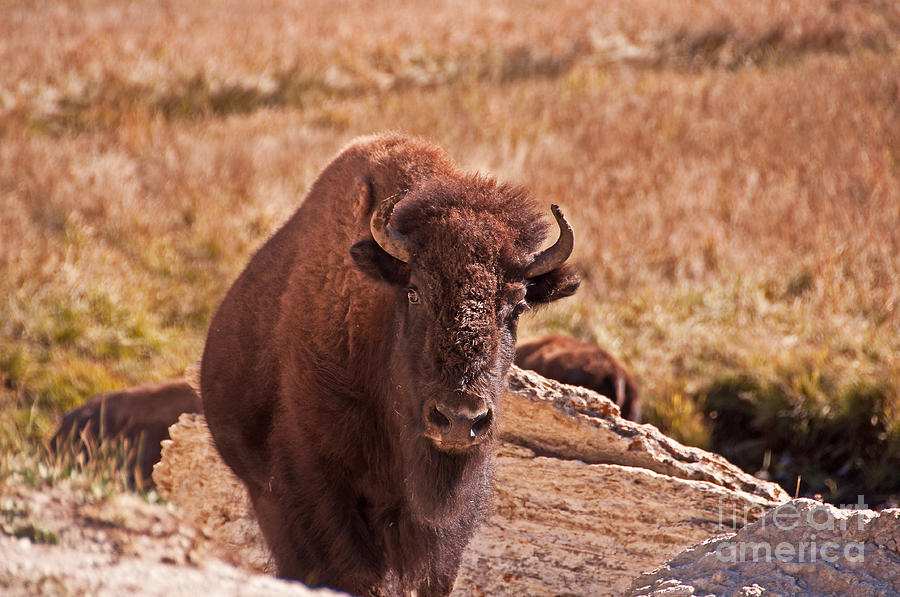 Yellowstone National Park Photograph - Face to Face by Bob and Nancy Kendrick