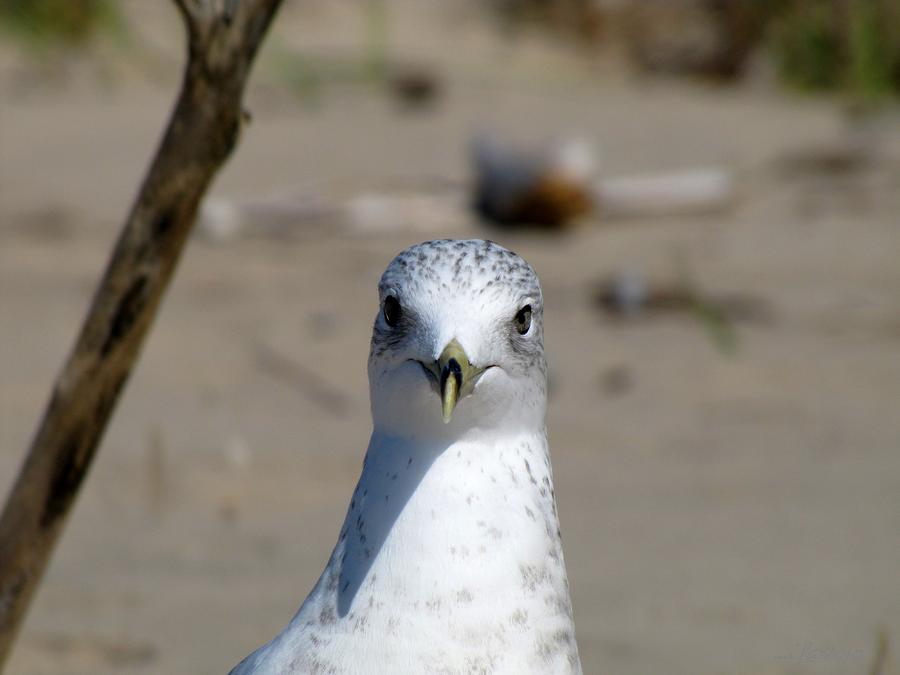 Face to Face with a Seagull 4423 Photograph by Maciek Froncisz