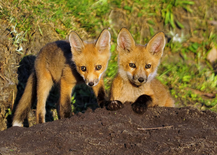 Faces of Red Fox pups Photograph by Bill Dodsworth