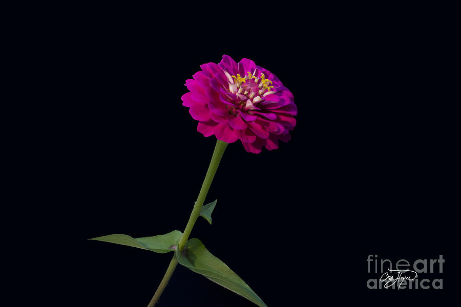 Flower Photograph - Fade to Black Two by Cris Hayes