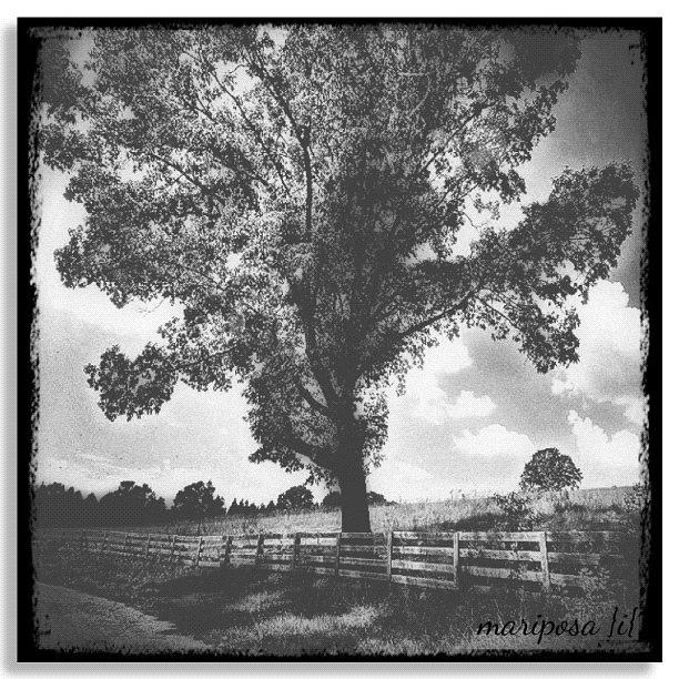 Vintage Photograph - Faded Country Road by Mari Posa