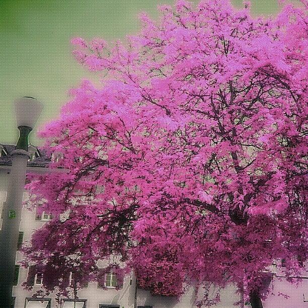 Tree Photograph - faded Dream And The Funny Coloured by Sigit Pamungkas