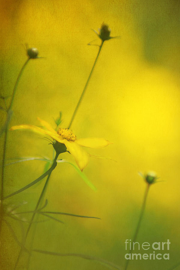 Daisy Photograph - Faded Dreams by Darren Fisher