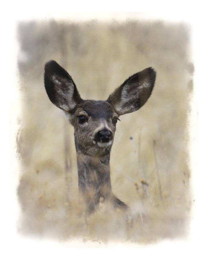 Deer Photograph - Faded Fawn by Steve McKinzie