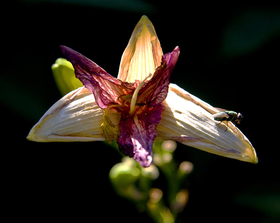 Faded Lily Photograph by Michael Friedman