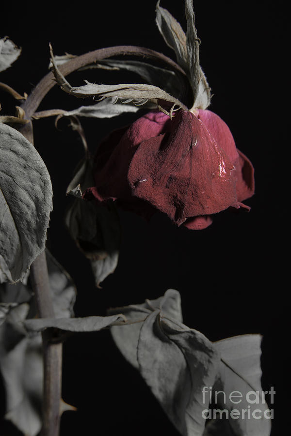 Mac Miller Photograph - Faded Love Wilted Rose on Black by M K Miller