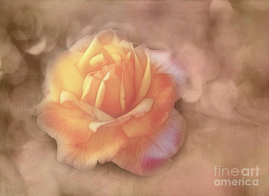 Flower Photograph - Faded Memories by Judi Bagwell
