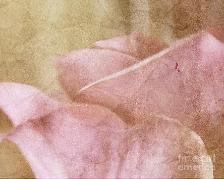 Rose Photograph - Faded Past by Traci Cottingham