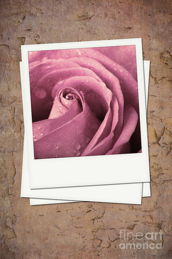 Faded rose photo Photograph by Jane Rix