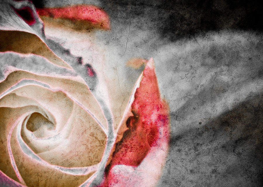 Faded Rose Photograph by Trish Tritz