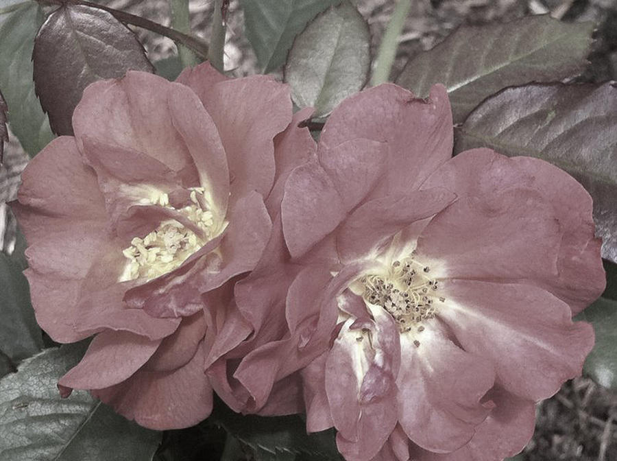 Faded Roses Photograph by Naomi Wittlin