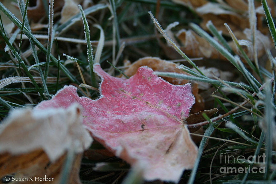 Fall Photograph - Faded Summer by Susan Herber