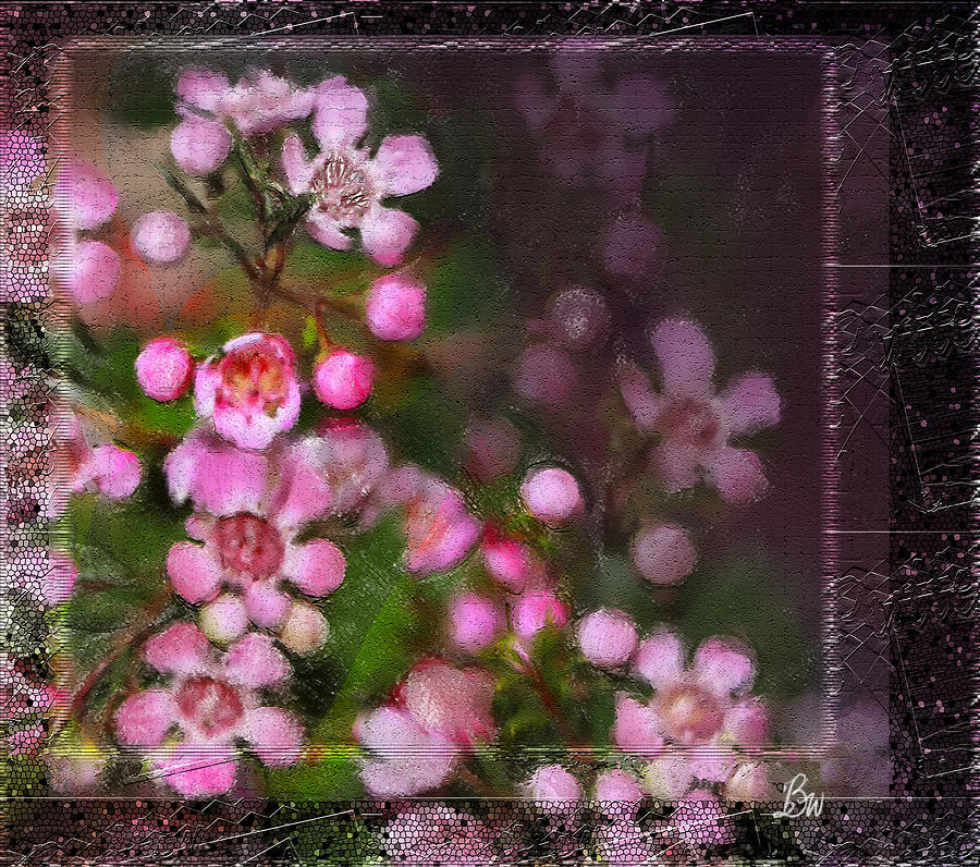 Fading Beauty Photograph by Bonnie Willis
