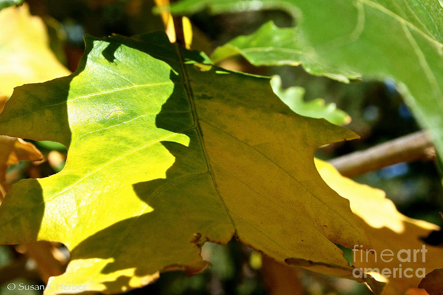 Fall Photograph - Fading Into Fall by Susan Herber