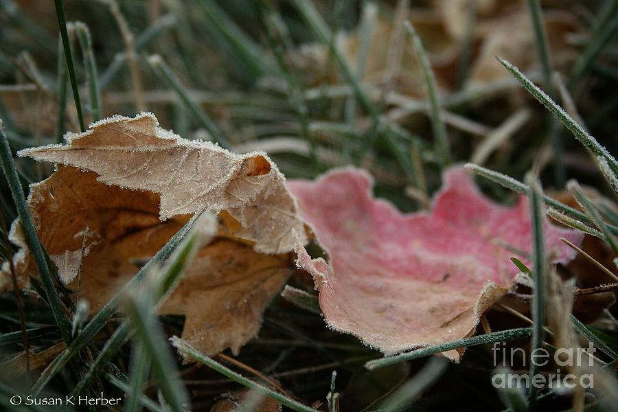 Fading Summer Photograph by Susan Herber - Fine Art America