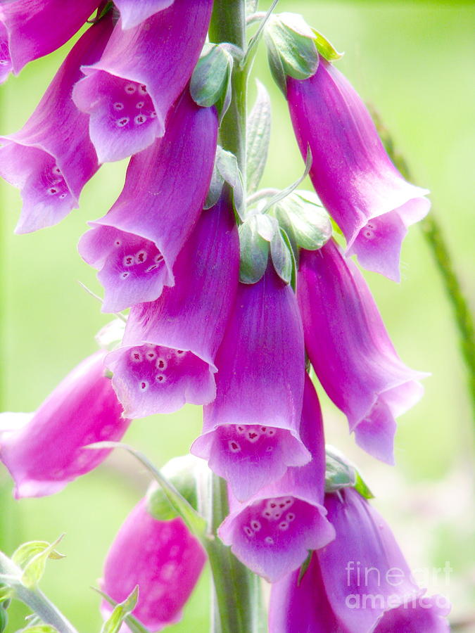 Flower Photograph - Faerie Bells by Rory Siegel