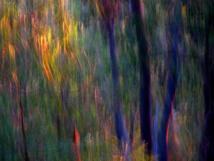 Abstract Photograph - Faeries in the Forest by Michelle Wrighton