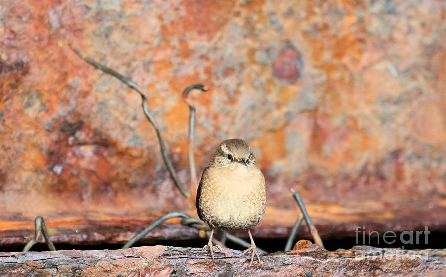 Fair Isle Wren Photograph by Ruth Hallam - Fine Art America