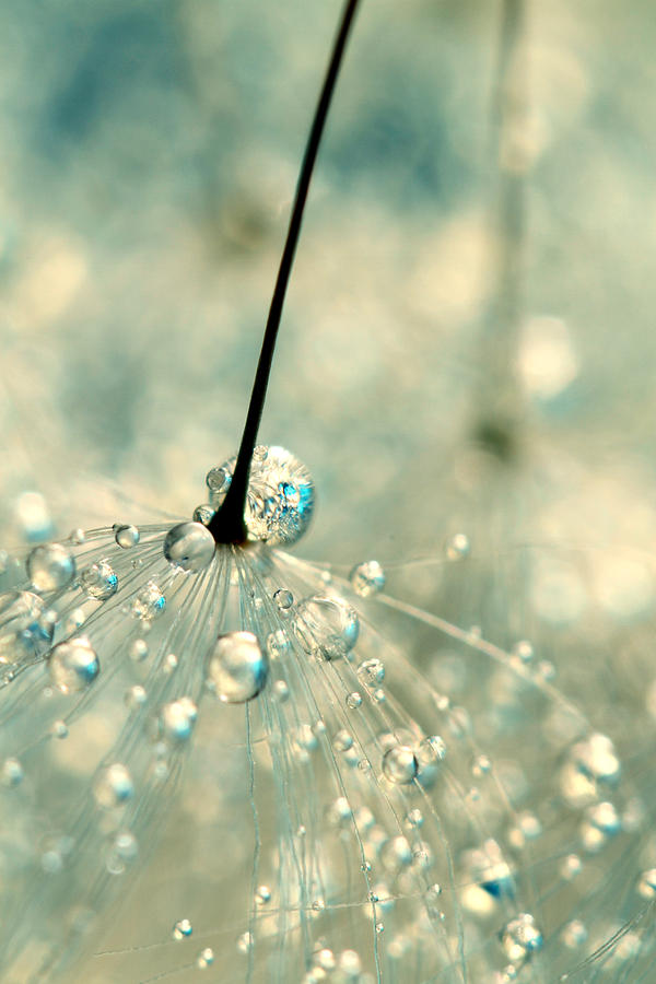 Dandelion Photograph - Fairy Blue by Sharon Johnstone