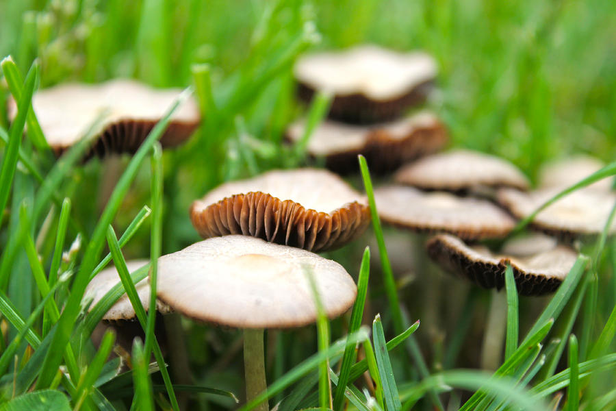 Fairy Houses Photograph by Rebecca Frank - Fine Art America