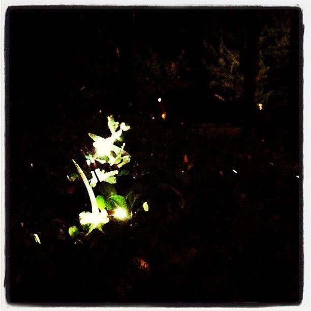 Nature Photograph - Fairy Lights In The Trees by Kim Gourlay