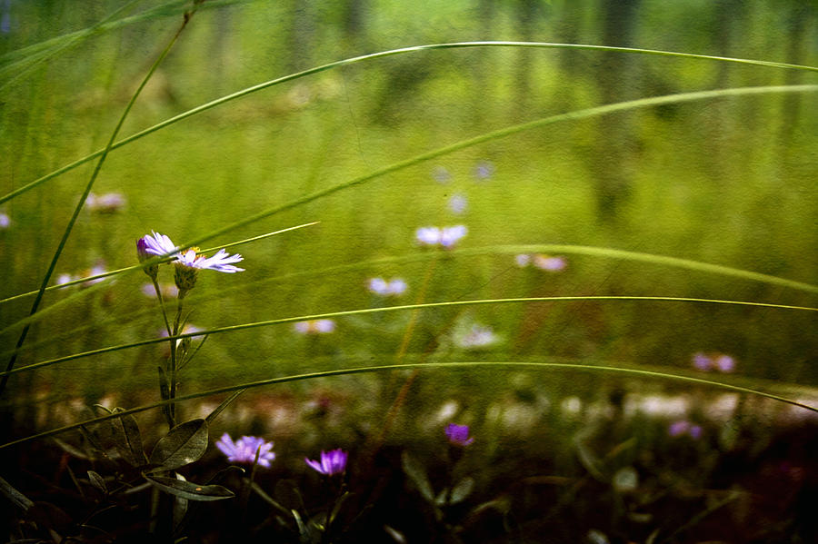 Fairy Meadow Photograph by Ellen Heaverlo