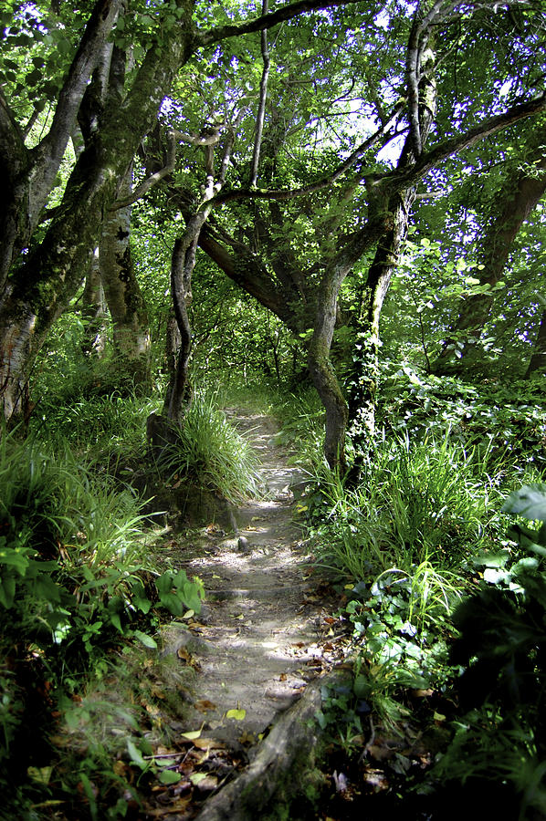 Fairy Path Photograph