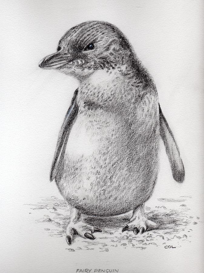 fairy Penguin Drawing