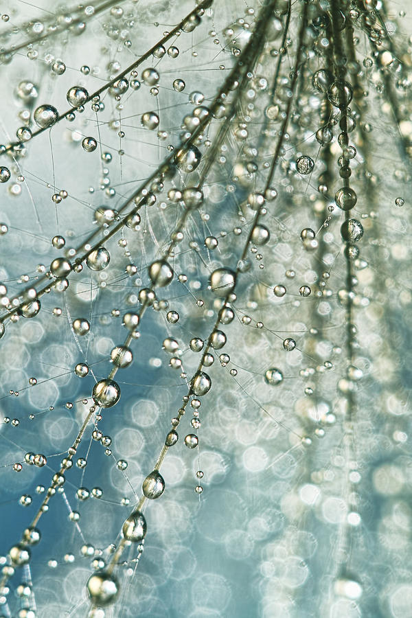 Fairy Rain Photograph by Sharon Johnstone