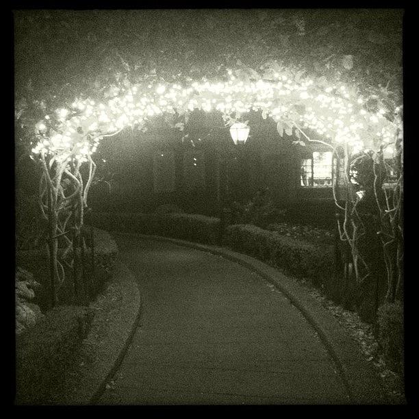 Epcot Photograph - Fairylights on the garden path by James Roberts