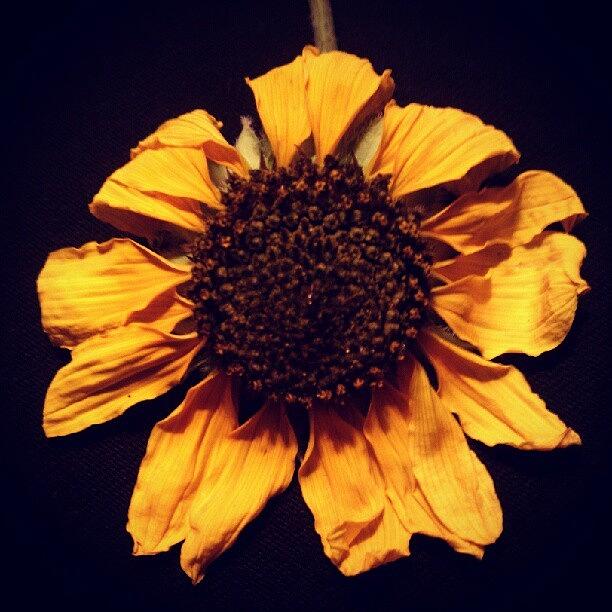 Sunflower Photograph - “faith Is Not A Delicate Flower Which by Jen Flint