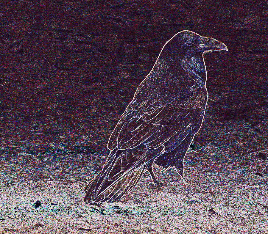 Faithful Raven Photograph by Eric Tressler