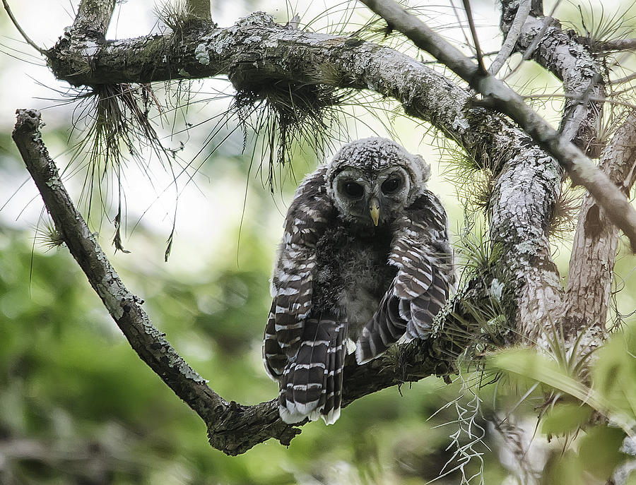 Fakahatchee Barred Owl Photograph by Wade Aiken