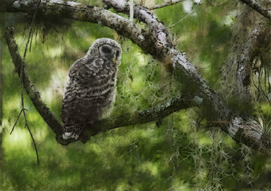 Fakahatchee Owl Digital Art by Wade Aiken
