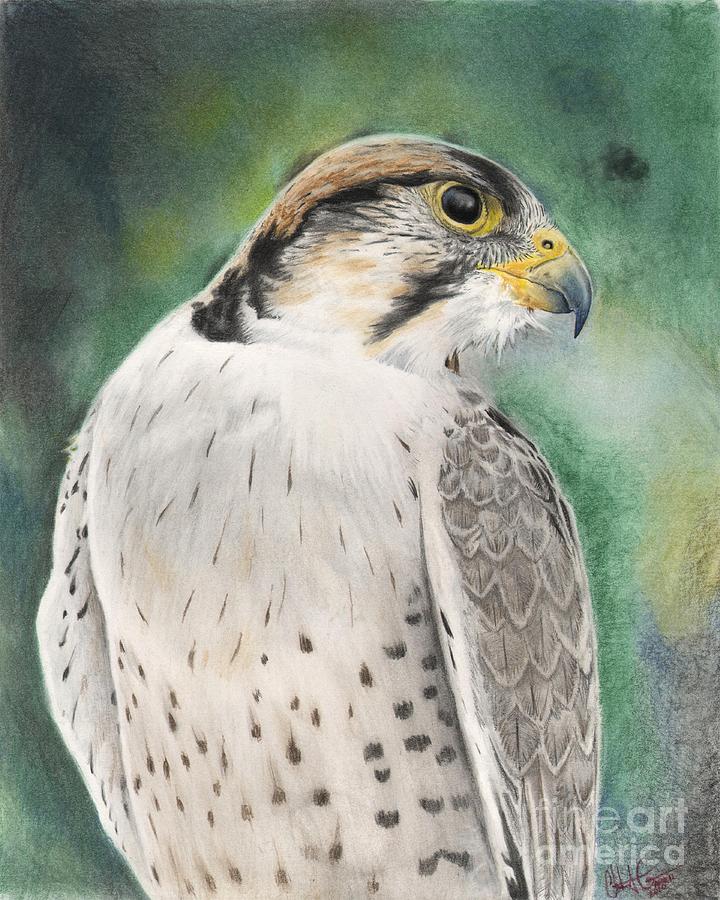 Falcon Drawing - Falcon by Christian Conner