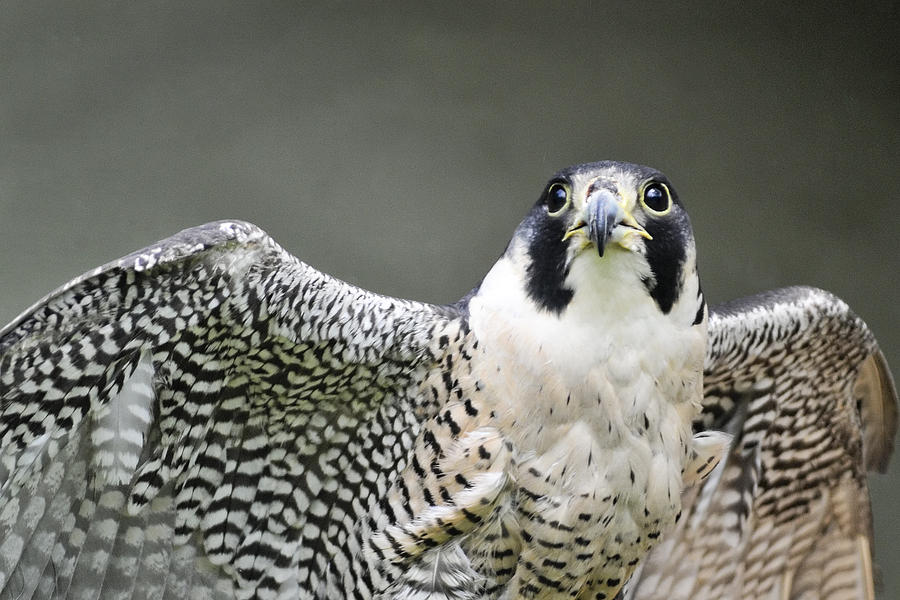 Falcon Photograph by Craig Leaper