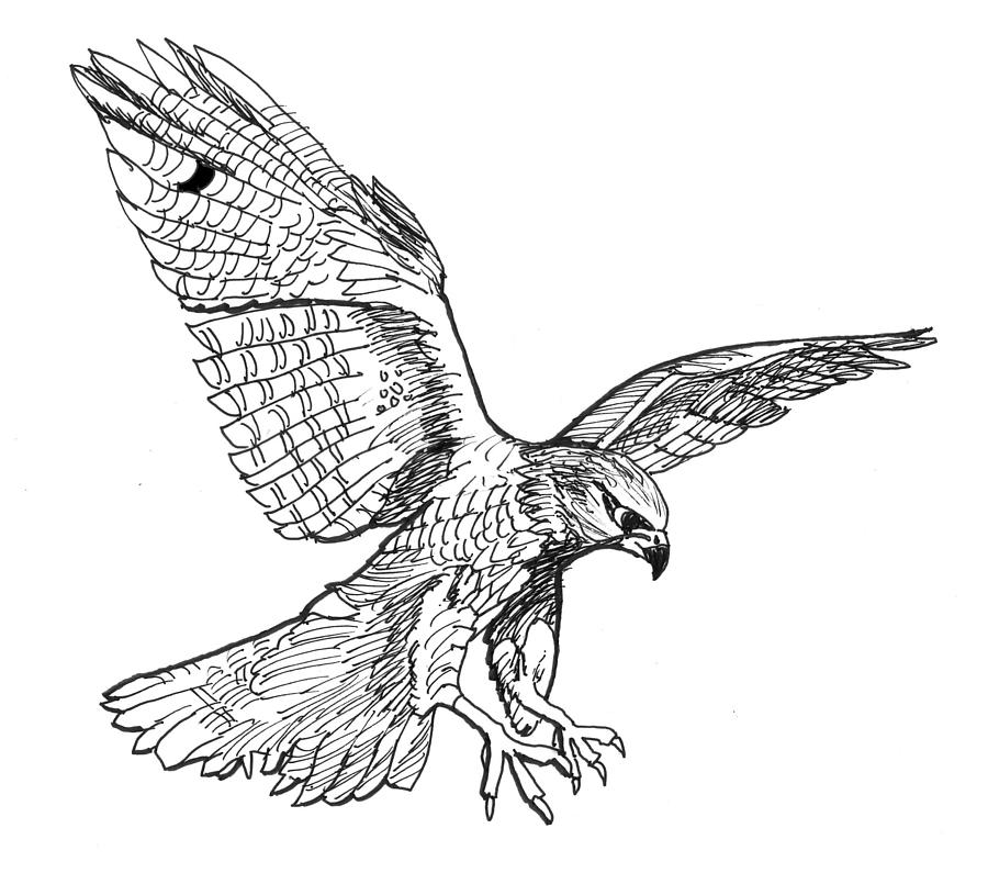Falcon Drawing - Falcon by David Burkart